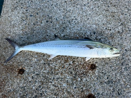 サゴシの釣果