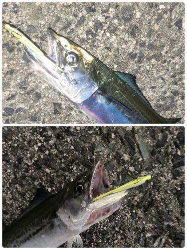 サゴシの釣果