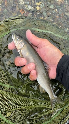 アユの釣果