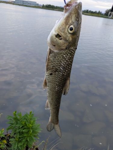 ニゴイの釣果