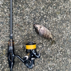 アイゴの釣果