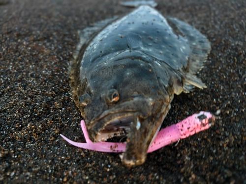 ヒラメの釣果