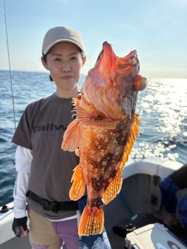 アラカブの釣果