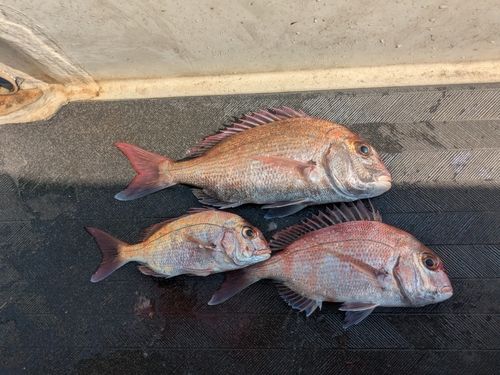 マダイの釣果