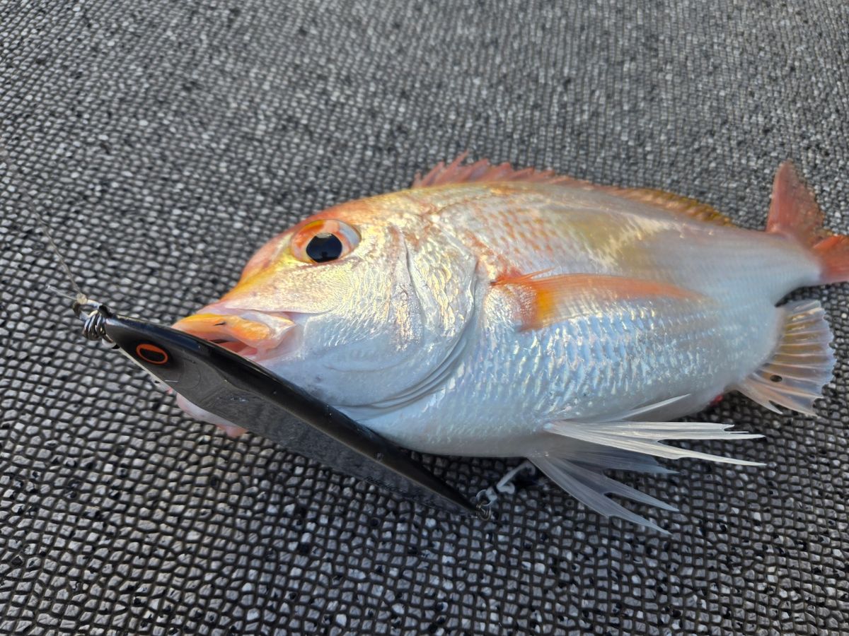 まなみん。さんの釣果 2枚目の画像