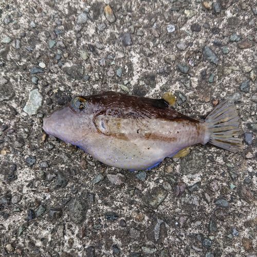 キタマクラの釣果