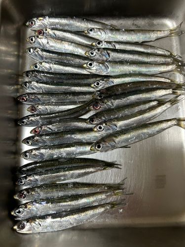 カタクチイワシの釣果