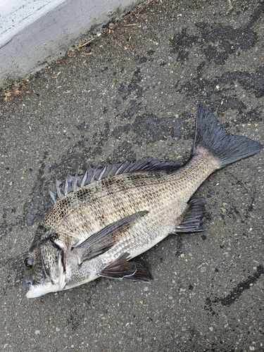 クロダイの釣果