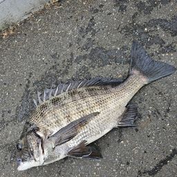 クロダイ