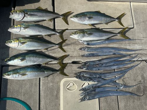 メジロの釣果