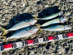 フクラギの釣果