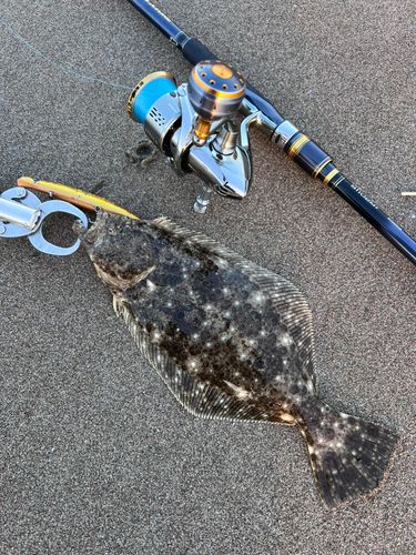 ソゲの釣果