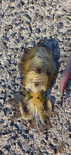 アオリイカの釣果
