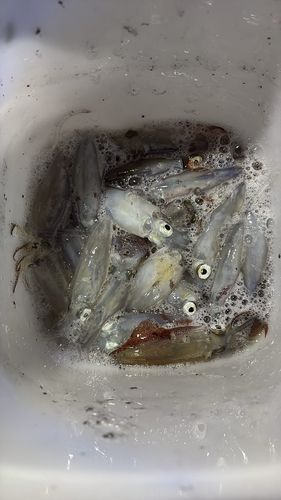 マメイカの釣果