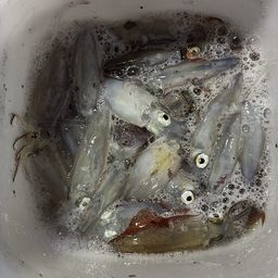 マメイカ