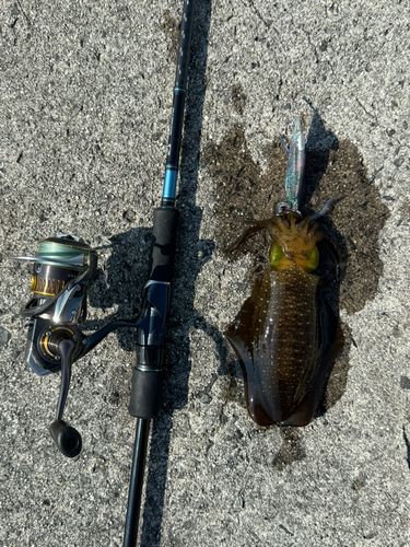 イカの釣果