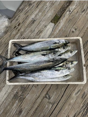 サゴシの釣果