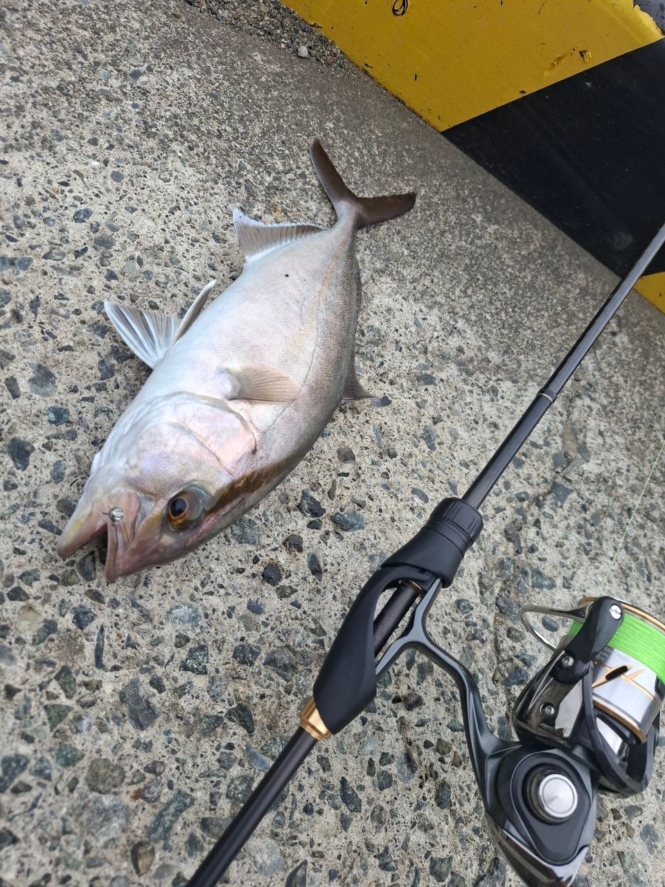 SHIMANO 22ソアレ SS アジング S64L-Sの最安値・インプレ・釣果