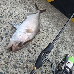 カンパチ