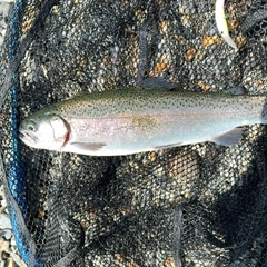 ニジマスの釣果