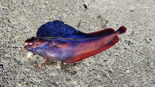 ドンコの釣果