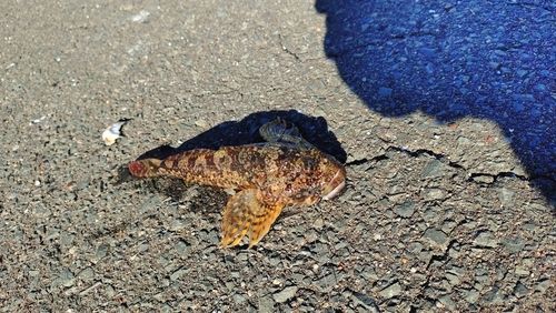 カジカの釣果