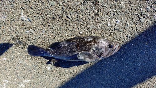クロソイの釣果