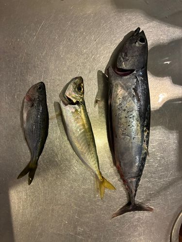 ソウダガツオの釣果