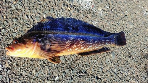 アイナメの釣果