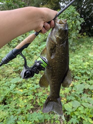 スモールマウスバスの釣果