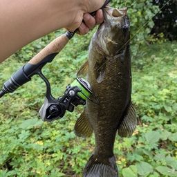 スモールマウスバス