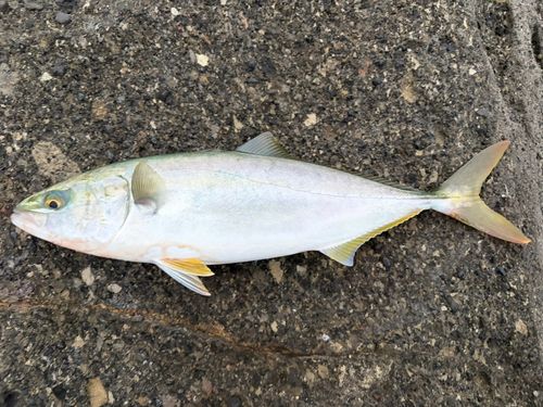 イナダの釣果