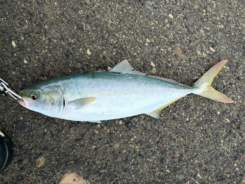 イナダの釣果