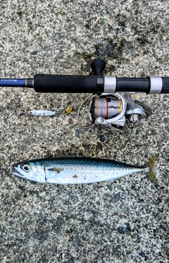サバの釣果
