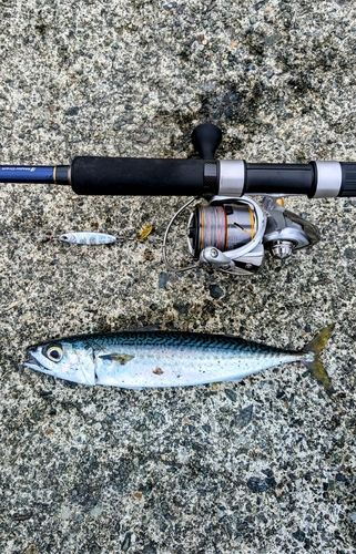 サバの釣果