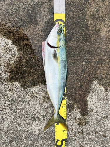 イナダの釣果