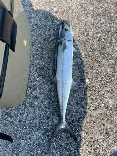 サゴシの釣果