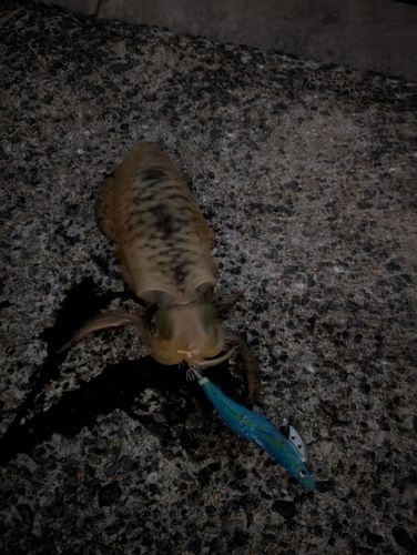 舘浦漁港