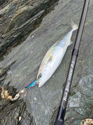 ハマチの釣果