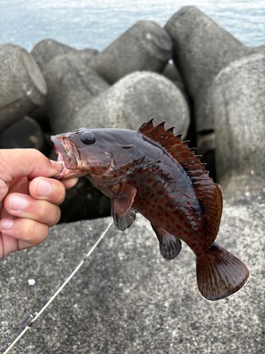 オオモンハタの釣果