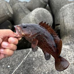 オオモンハタ