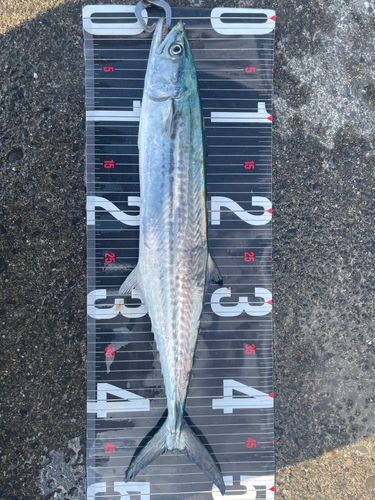サゴシの釣果