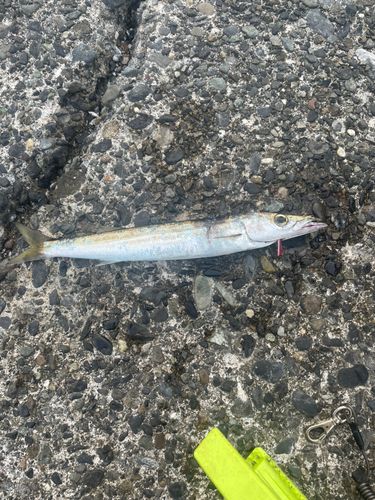 カマスの釣果