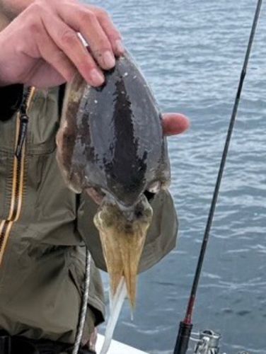 モンゴウイカの釣果