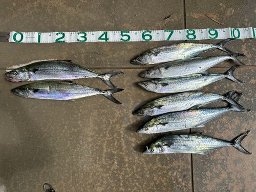 サゴシの釣果