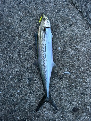 サゴシの釣果