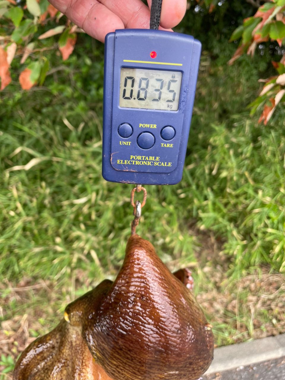 MajorCraft 「三代目」クロステージ タコ CRX-B722H/Tacoの最