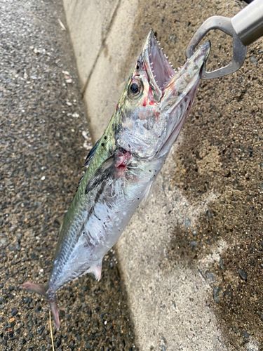 サゴシの釣果