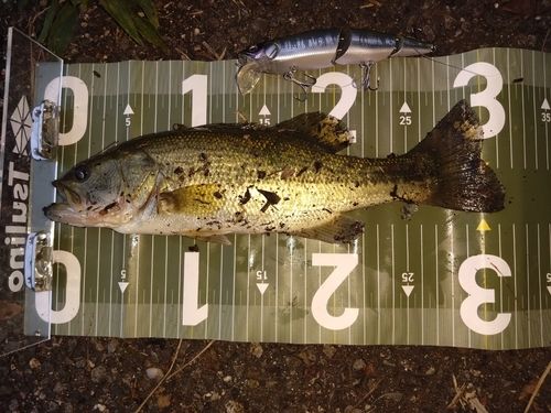 ブラックバスの釣果