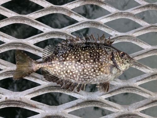 アナゴの釣果
